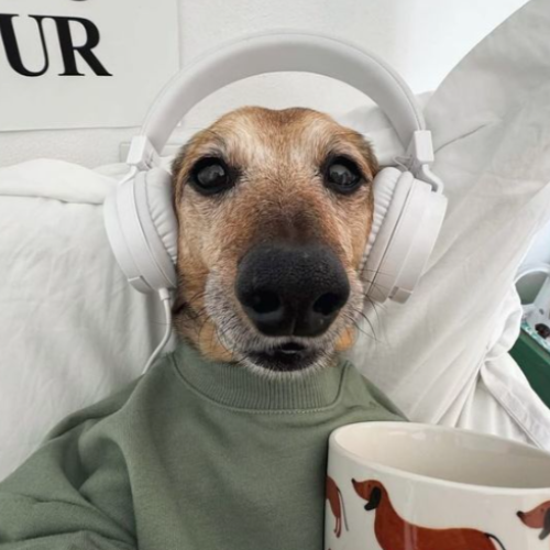 LAZDABOB DOGGO